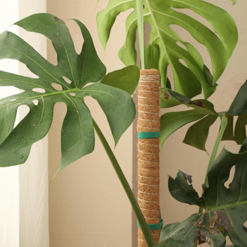 1Pcs Plant Growth Traction Rod - Vine Climbing Plastic ulasan dan harga
