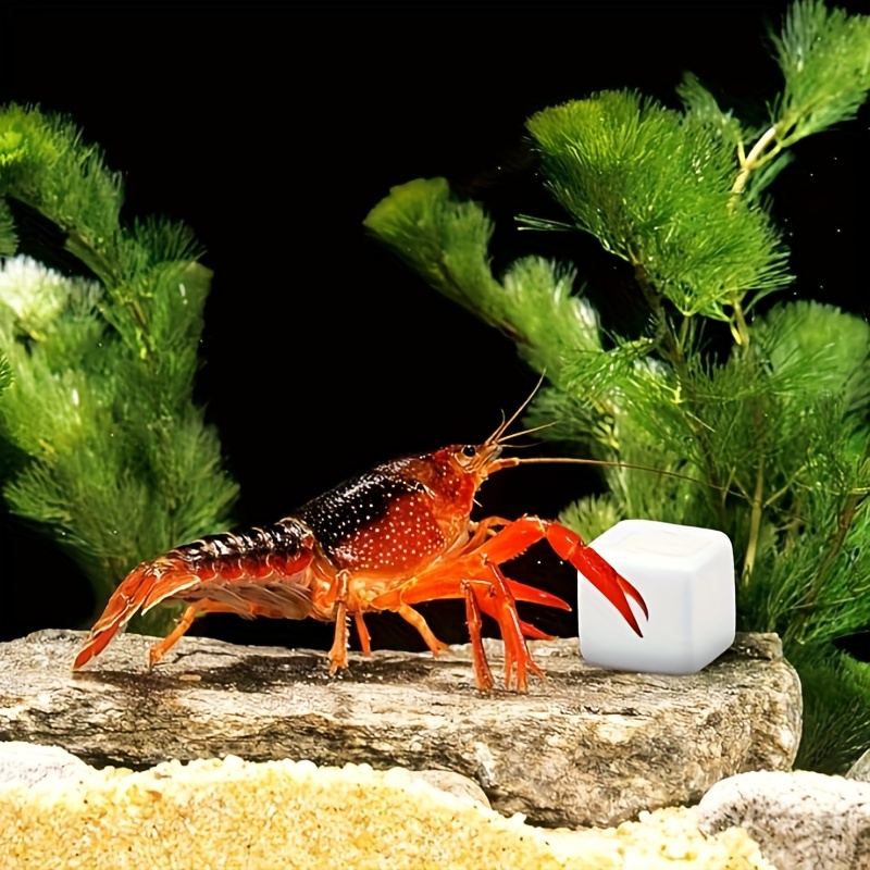 6 Pcs Fish Tank Calcium Block  - Calcium Powder Reptile ulasan dan harga